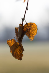 Birch Tree Branches with Yellow Leaves