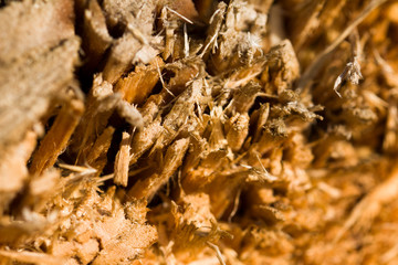 Broken tree part macro background.