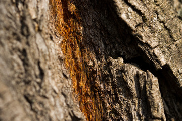 Closeup Tree Bark Texture For Background