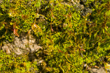 dew drops on the moss after raining ,morning light . Nature background, selective focus
