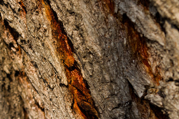 dry tree bark texture and background, nature concept