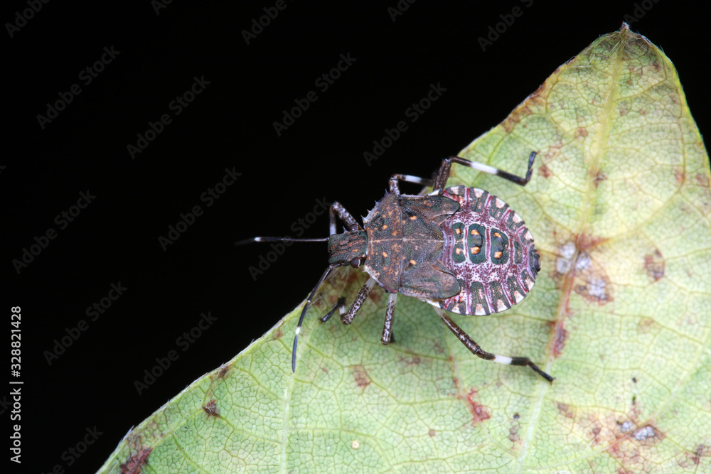 Poster stink bug insects in natural state