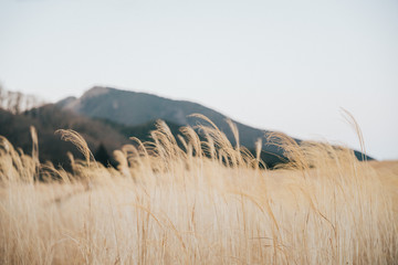 ススキ野原