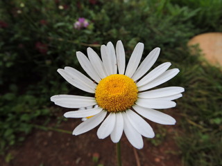 Fototapeta premium Daisy on the farm