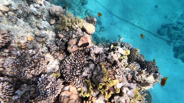 The fauna of the Red Sea. Beautiful silver fish swims along the picturesque coral reef. Dynamic video of fish in clear blue water. Beautiful background of the underwater world.