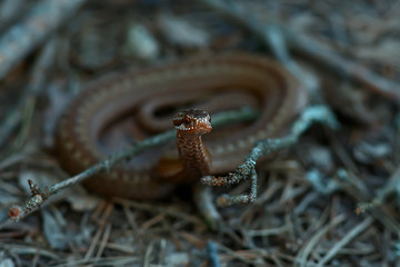 poisonous dangerous snake, viper in the wild, Russia swamp