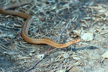 Fototapeta premium poisonous dangerous snake, viper in the wild, Russia swamp