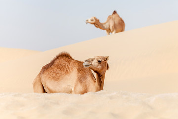 Middle eastern camels in the desert in UAE	