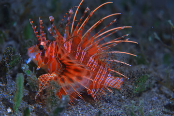 scorpion underwater photo / underwater view of the landscape, beautiful poisonous fish