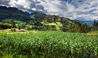 Fototapeta na wymiar Corn fields with green mountains and cloudscape in the background in the Callejon de Conchucos in Ancash Region, Peru