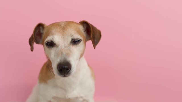 Pink color background. Lovely dog portrait. Smiling happy pet muzzle looking to the camera. Soft daylight. Video footage pet theme. 