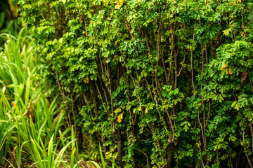 beautiful natural green garden grass and tree Thailand ha hin