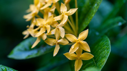 yellow flower  blooming macro photography Thailand 