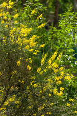 Detail of a green bush with yellow Retama flowers in nature