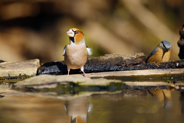 The hawfinch (Coccothraustes coccothraustes) sitting at a drinker.Colorful passerine near water.Songbird with a huge beak in the forest.