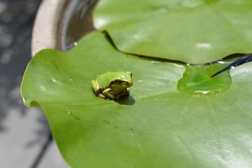 蓮の葉とアマガエル