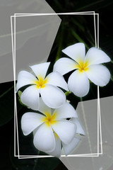 Tropical flowers with white rectangular frames