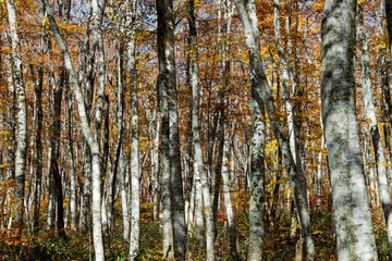 大山隠岐国立公園の豊かなブナ林