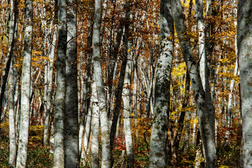 Obraz premium 大山隠岐国立公園の豊かなブナ林