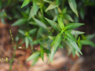 Obraz premium King of bitters The scientific name Andrographis paniculata Burm, Wall. Ex Nees, Fah Talai, Thai herbs relieve sore throat, reduce fever, heat up the cold green vegetable protect virus covid19