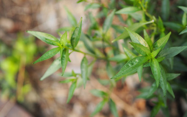 King of bitters The scientific name Andrographis paniculata Burm, Wall. Ex Nees, Fah Talai, Thai...