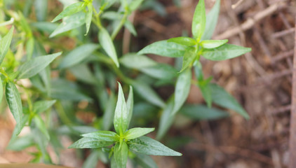 King of bitters The scientific name Andrographis paniculata Burm, Wall. Ex Nees, Fah Talai, Thai herbs relieve sore throat, reduce fever, heat up the cold green vegetable protect virus covid19