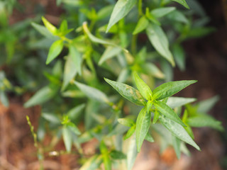 King of bitters The scientific name Andrographis paniculata Burm, Wall. Ex Nees, Fah Talai, Thai herbs relieve sore throat, reduce fever, heat up the cold green vegetable protect virus covid19