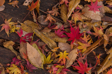 紅葉