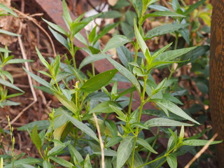 King of bitters The scientific name Andrographis paniculata Burm, Wall. Ex Nees, Fah Talai, Thai herbs relieve sore throat, reduce fever, heat up the cold green vegetable protect virus covid19