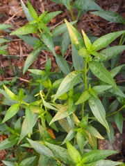 King of bitters The scientific name Andrographis paniculata Burm, Wall. Ex Nees, Fah Talai, Thai...