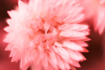 Floral blurred pattern with macro flower. Defocused wallpaper. Pink abstract pattern.