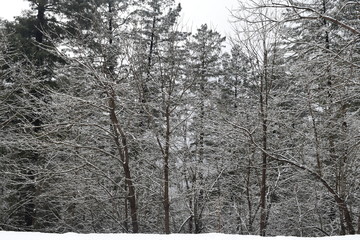Beautiful view of snow covered trees, mountains and cloudy sky