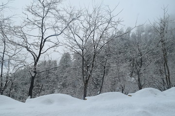 Beautiful view of snow covered trees, mountains and cloudy sky