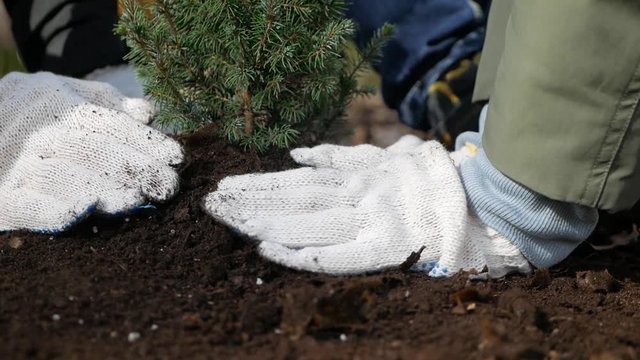 People in mittens plant a tree