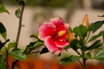 red flowers in the garden
