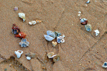 Shells on wet sand