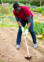 African gardener hoeing soil on vegetable garden