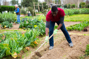Afro-american man using hoe treats the garden beds