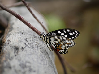 Close Up of brushed footed butterfly in Papilonia