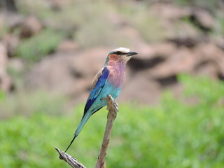 Beautiful bird