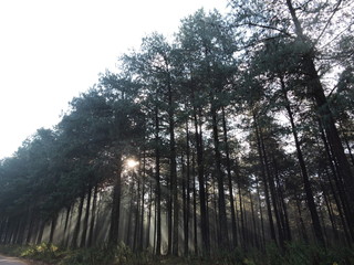 trees in the forest