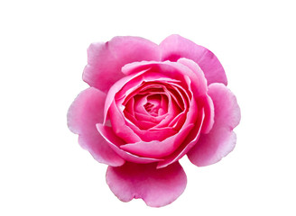 Fototapeta na wymiar Topview pink rose on white background.