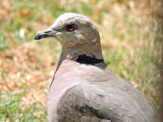 Dove