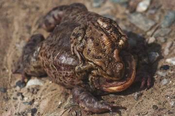 little frog on the back of a big frog