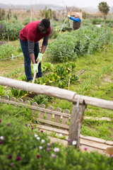 African american man with mattock working  in garden