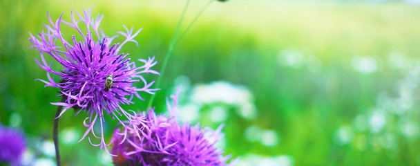 purple thistle flower