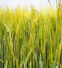 green wheat field