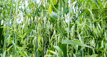 green grass on white background