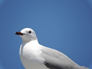 seagull on background of blue sky