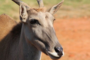 Portrait of eland antelope